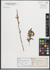 Foto von Salix purpurea L.
